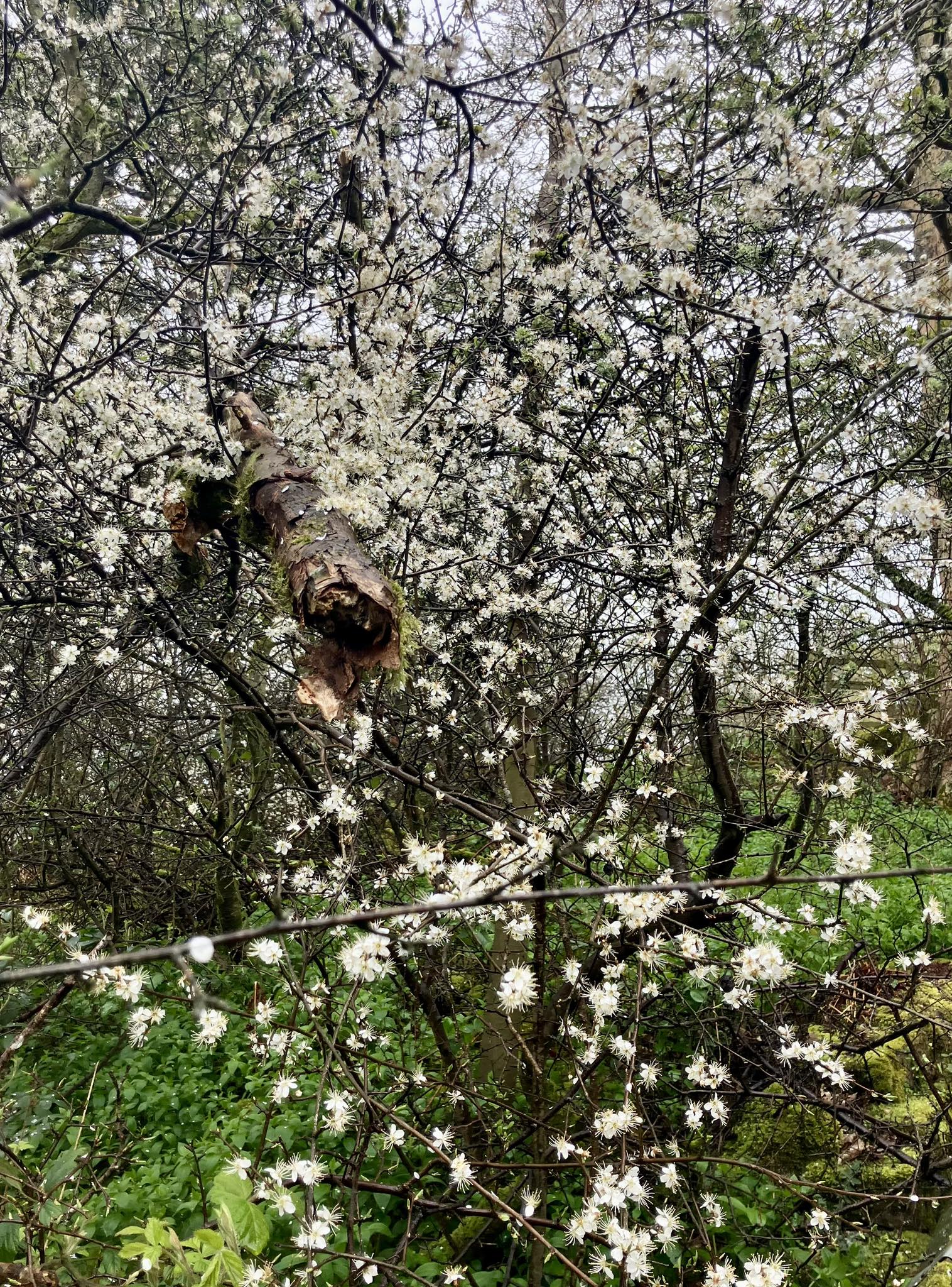 672617804 1402967331858549 229